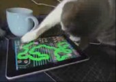 Diese Katze mag das iPad