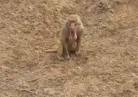 Affe mit Sack am Kinn