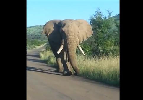 Elefant kuschelt mit Auto