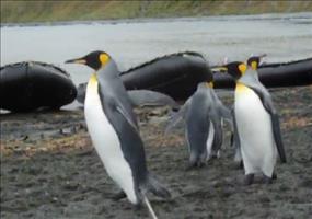Pinguine mit einem kleinen Problem