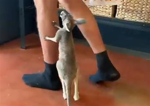 Känguru - Hungriger kleiner Racker