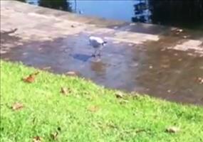 Möwe übt sich im Stepptanz