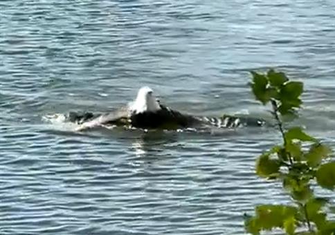 Da schwimmt ein Adler
