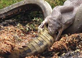 Schlange frisst Krokodil