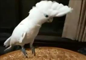 Kakadu tanzt zu Gagnamstyle