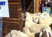 Schafe im Intersport