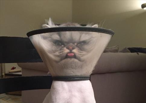 Hornoxe.com – Picdump #453