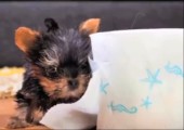 Der kleinste Hund der Welt