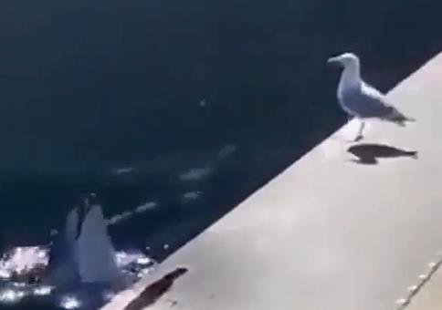 Wenn der Delfin die Möwe ärgert