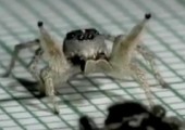 Spinne tanzt Rumba