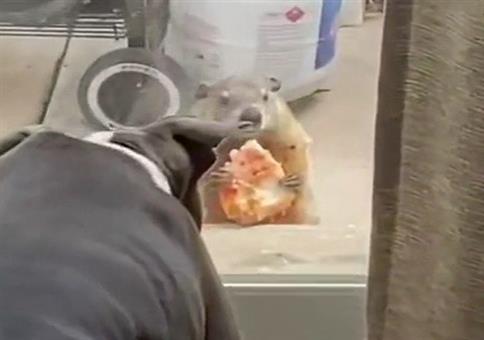 Wenn das Murmeltier dem Hund was vorkaut