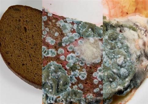 Wenn Brot im Wasser schimmelt