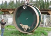 Hund im Hamsterrad