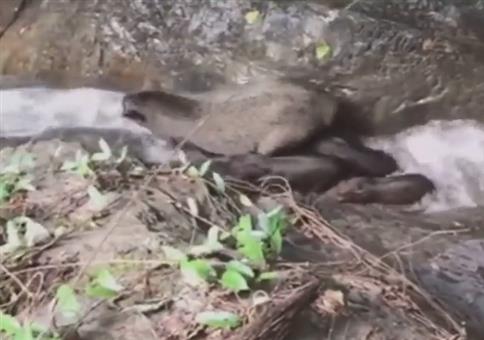 Schweine haben Spaß beim Baden