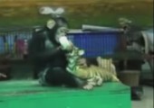 Affe füttert Tiger