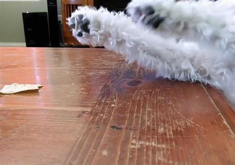 Wer zu kurze Arme hat, bekommt auch keine Kekse