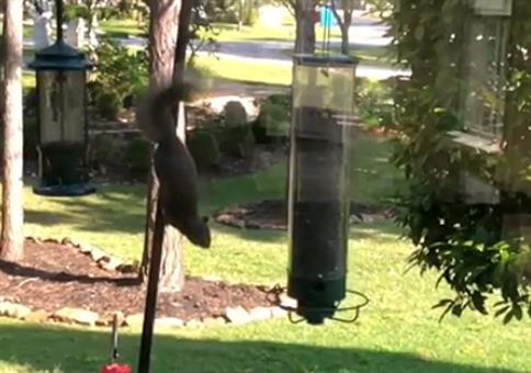 I came in like a Wrecking-Ball - Eichhörnchen Edition