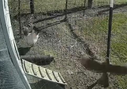 Er ist der Boss im Stahl