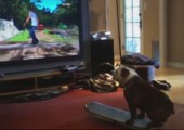Hund spielt Videospiel