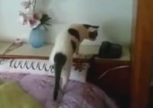 Katze geht ans Telefon