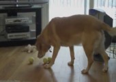 Hund vs. 3 Tennisbälle