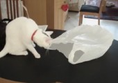 Katze vs. Plastiktüte