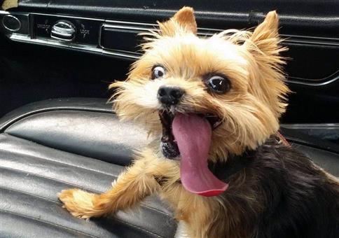 Hornoxe.com - Picdump #571