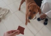 Hund mag sein Essen nicht