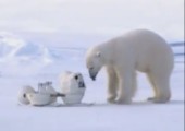 Eisbären spielen mit den Kameras