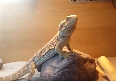 Freundliche Eidechse