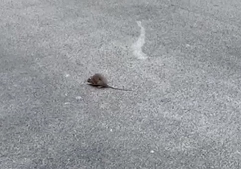 Ratte auf der Straße trifft auf ihren größten Feind