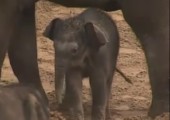 Babyelefant wird getreten