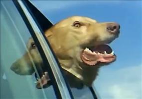 Hunde im Wind Compilation