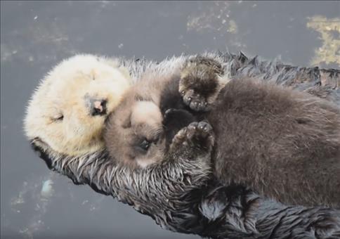 Ottenbaby bei Mama aufm Bauch