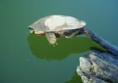 Schildkröte steckt fest