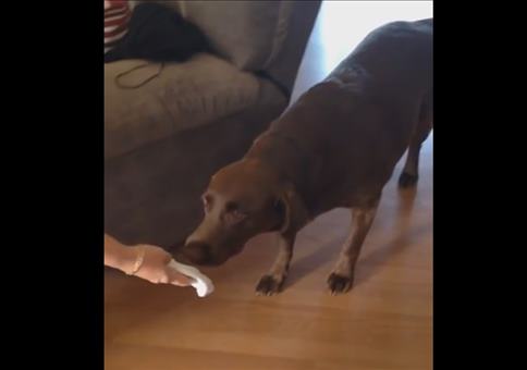 Hey Hund, wir bekommen ein Baby.