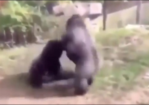 Kann es der Zoowärter mit einem Gorilla aufnehmen?