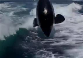 Orcas verfolgen Schnellboot