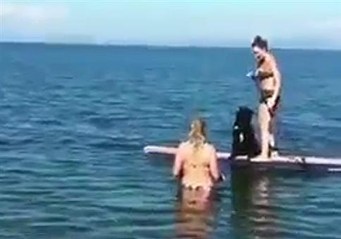 Hund auf Surfbrett - Hol das Stöckchen