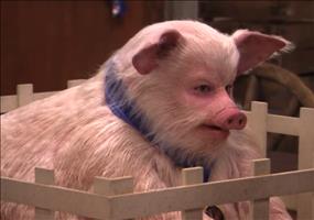 Jimmy the Pig