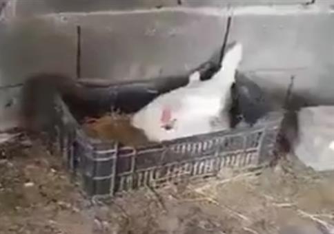 Hühnchen brütet was aus