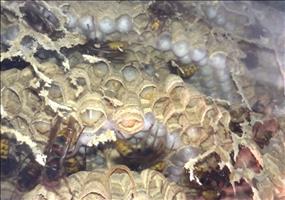 Wespennest vor dem Fenster