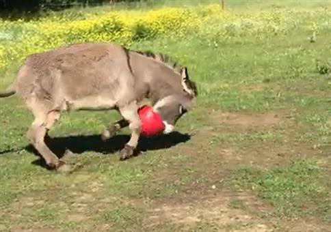 Der Esel mag seinen neuen Ball