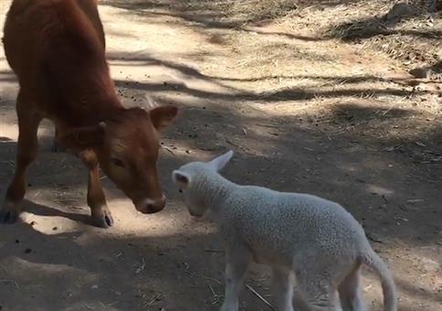 Lamm verpasst Kalb ne heftige Kopfnuss