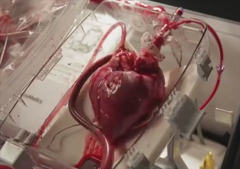 Ein schlagendes Herz