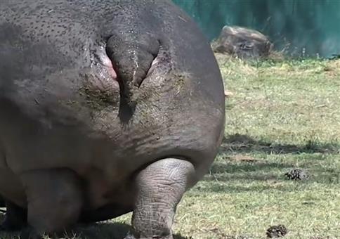 Backward Hippos