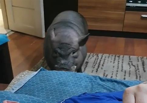 Aufstehen du faule Sau! 