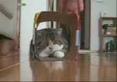 Katze in der Box