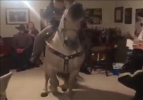 House Horse Party