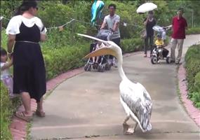 Animal Thug Life Compilation